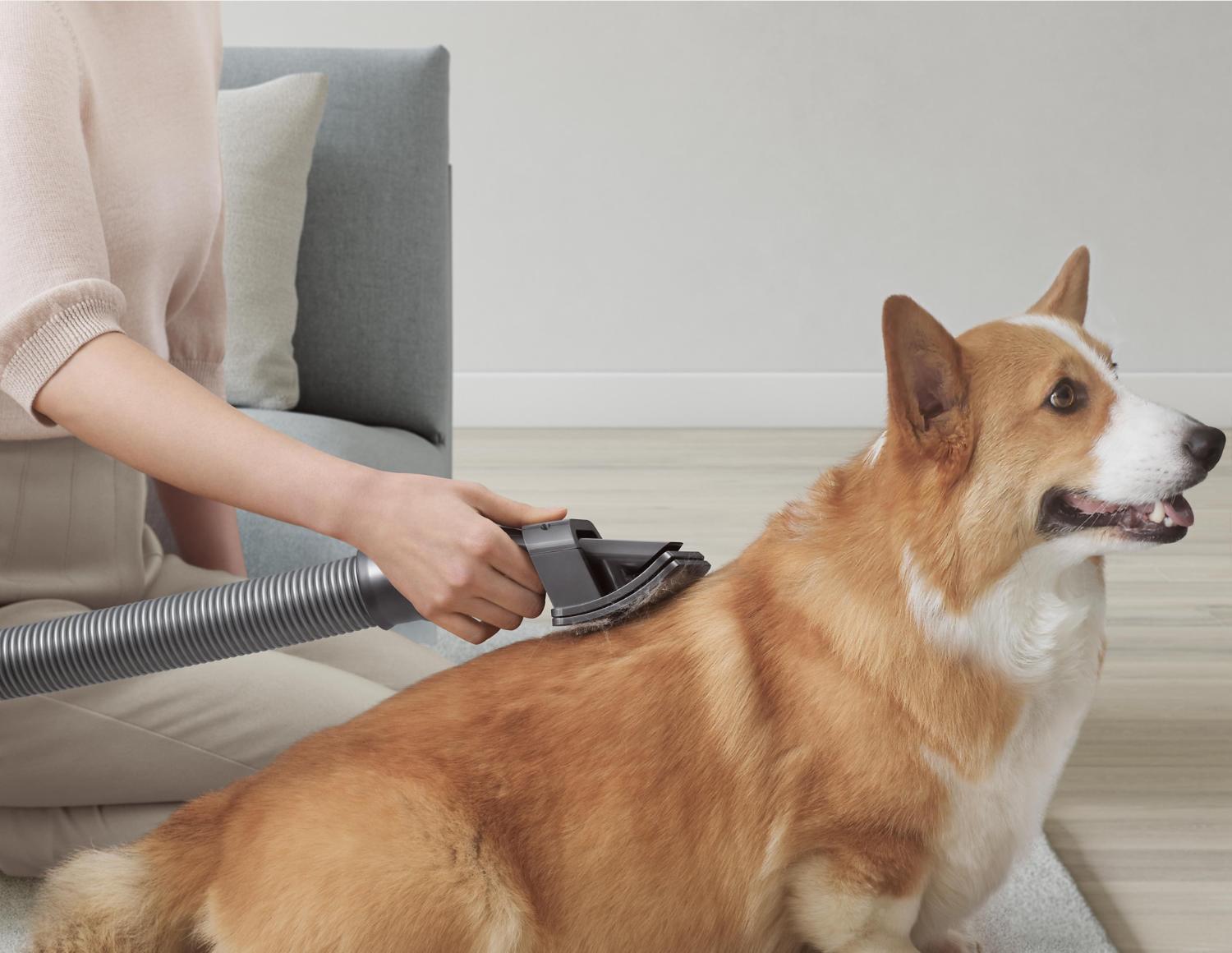 Herramienta de cuidado para mascotas Dyson utilizada para cuidar al perro Corgi